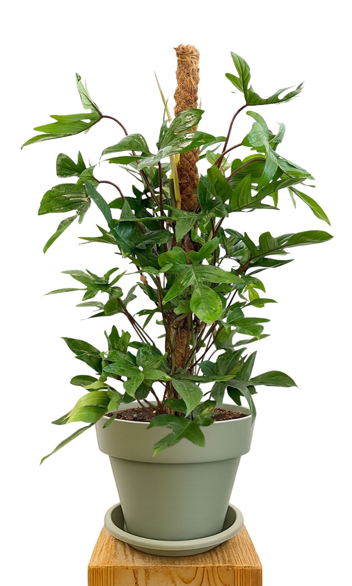 Kit de plantation 30 Vert